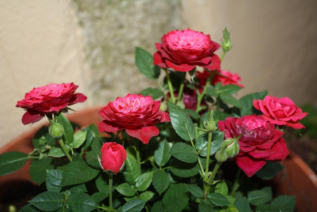 Anemones Rooms خانيا المظهر الخارجي الصورة